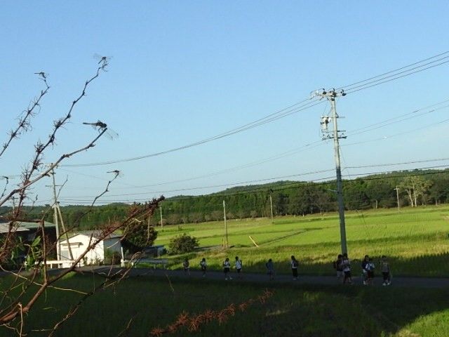 赤トンボと白梅