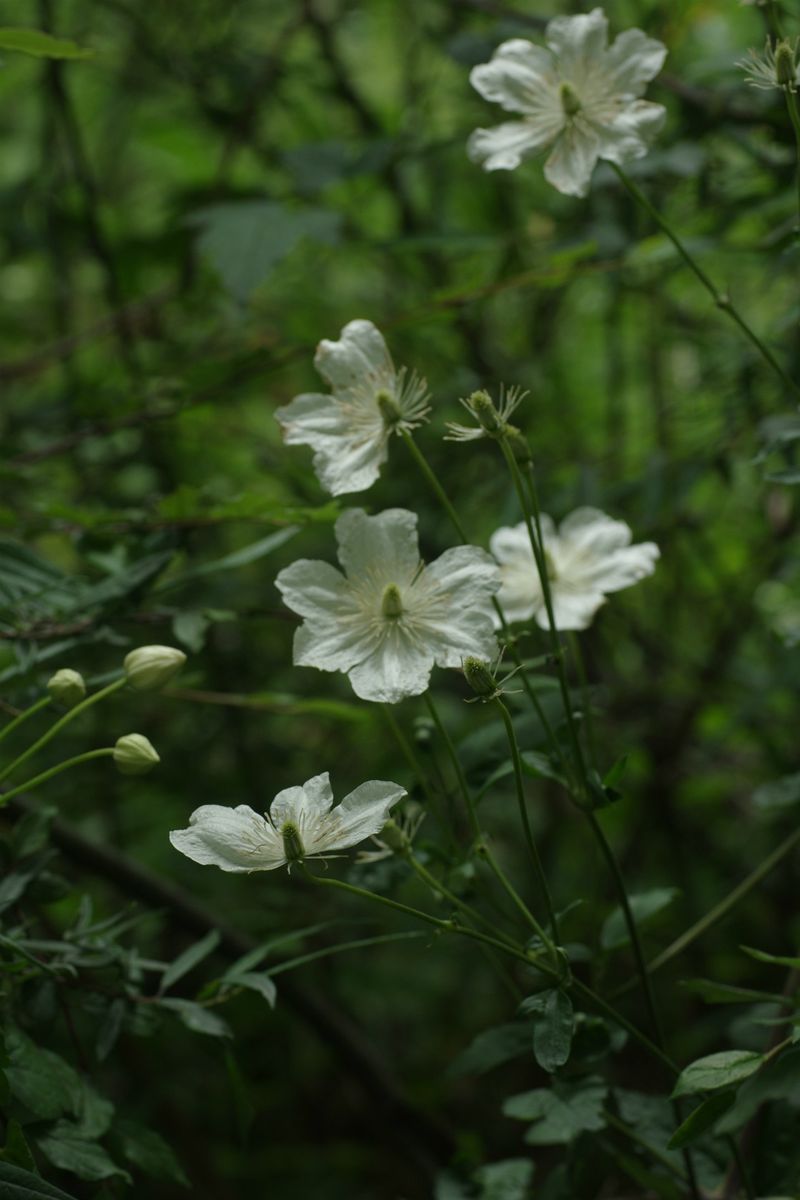 東チベットの花　クレマチス