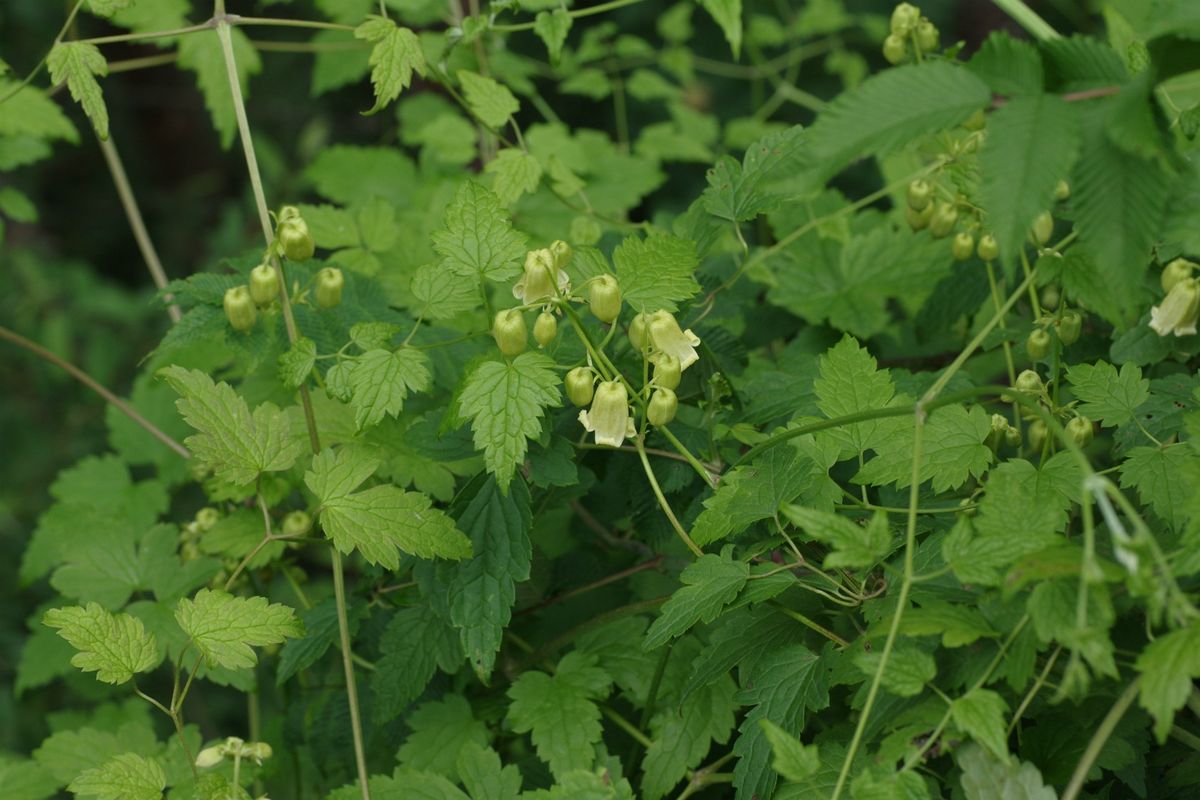 東チベットの花　クレマチス