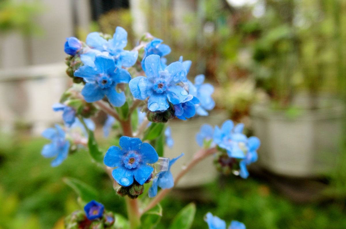 いろいろなお花たち