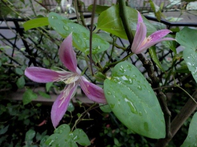 待ちにまった　ダイアナの２番花