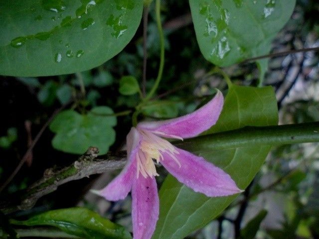 待ちにまった　ダイアナの２番花