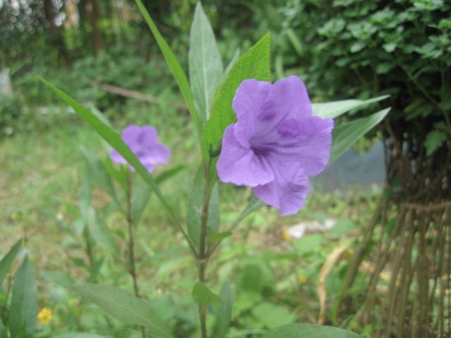 自然にシダが出ています(^^♪