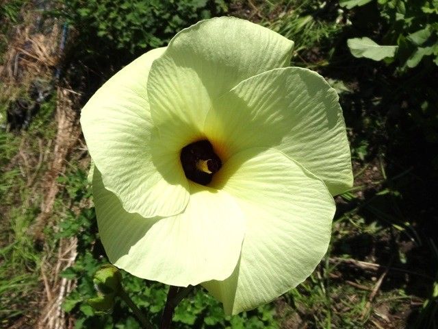 今日の庭より･･･アオイ科の花