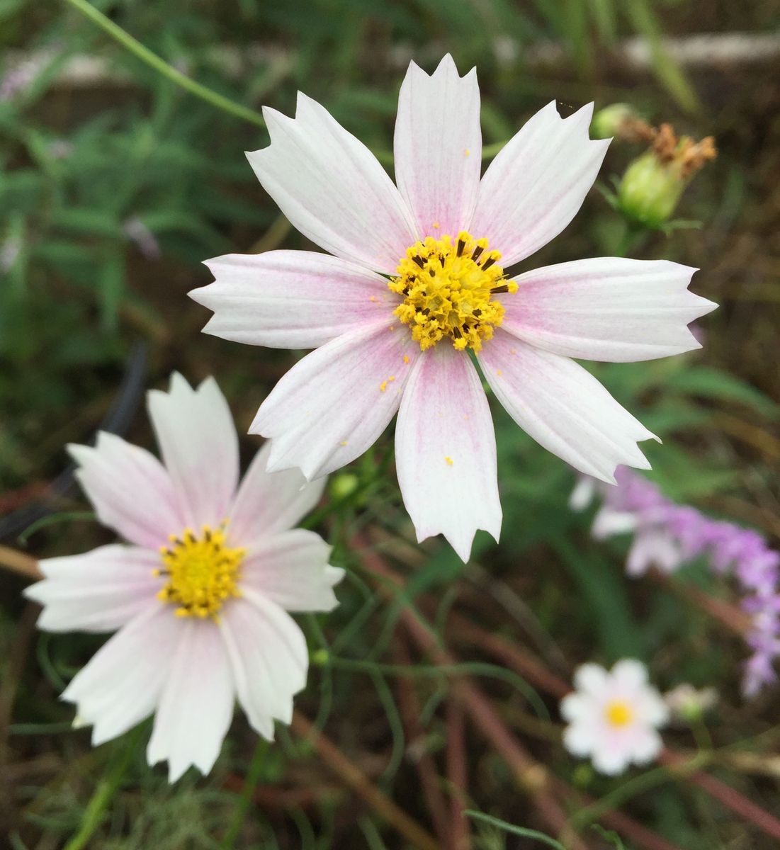 今日の花