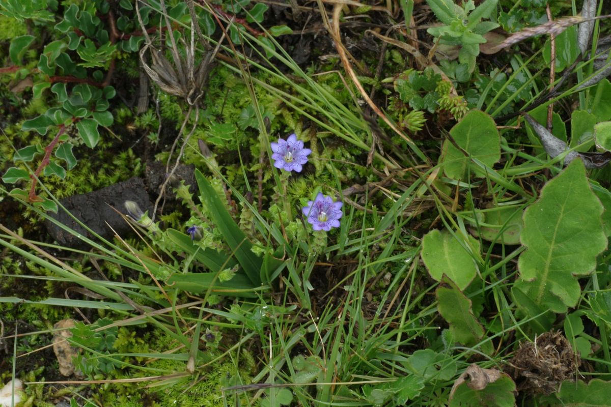 東チベットの花　リンドウの仲間（続き）