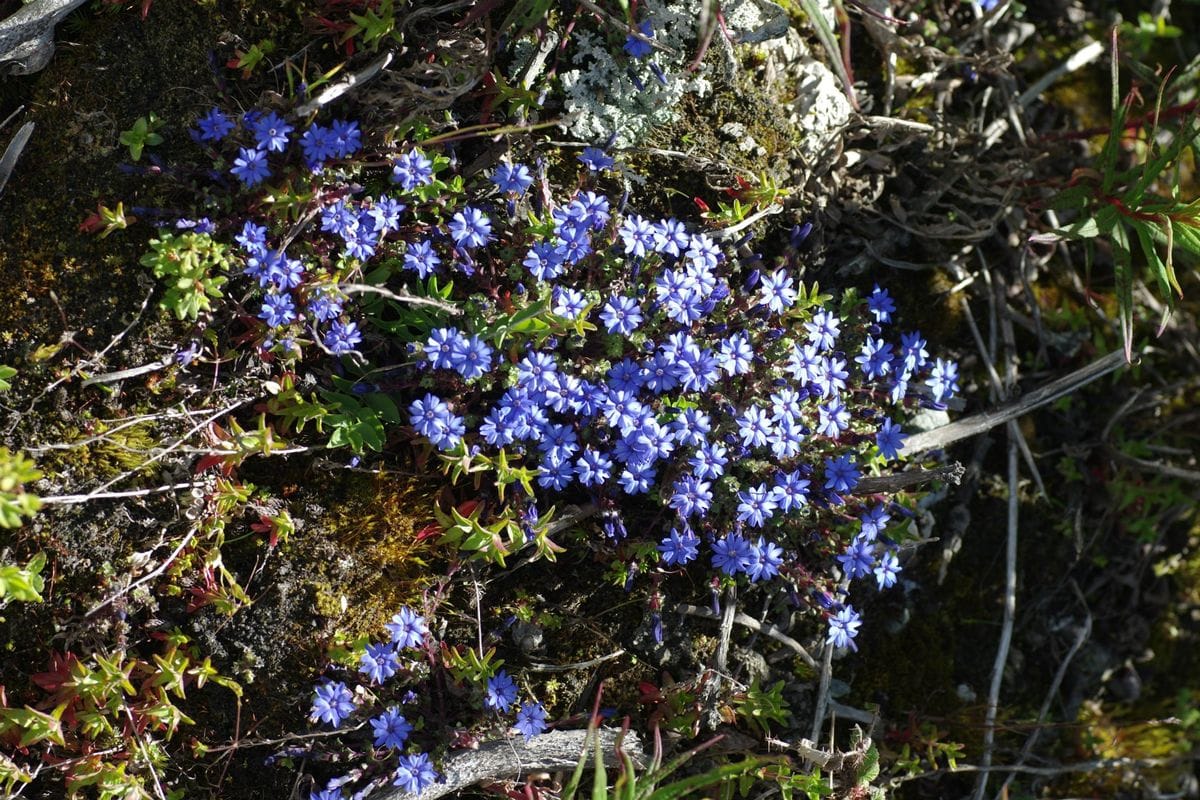 東チベットの花　リンドウの仲間（続き）