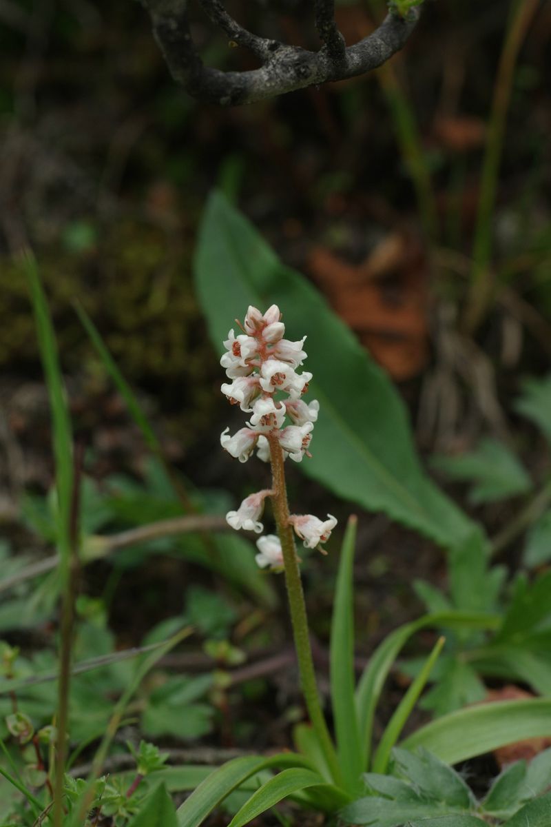 東チベットの花　珍種3種