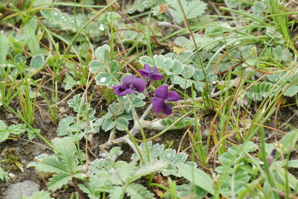 東チベットの花　珍種3種