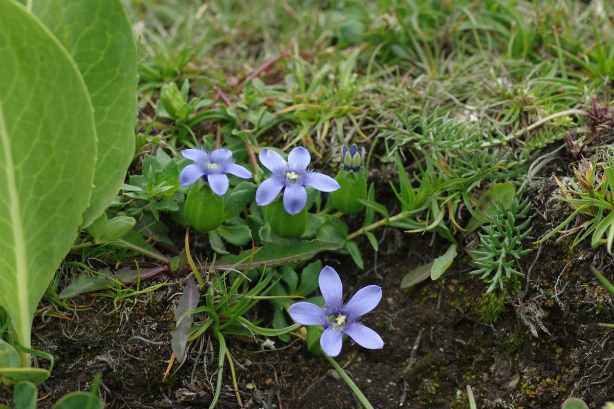 東チベットの花　珍種3種