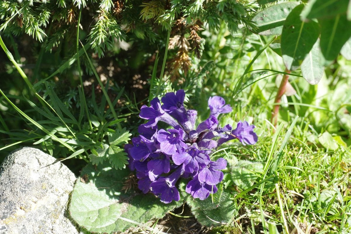 東チベットの花　アジュガ?