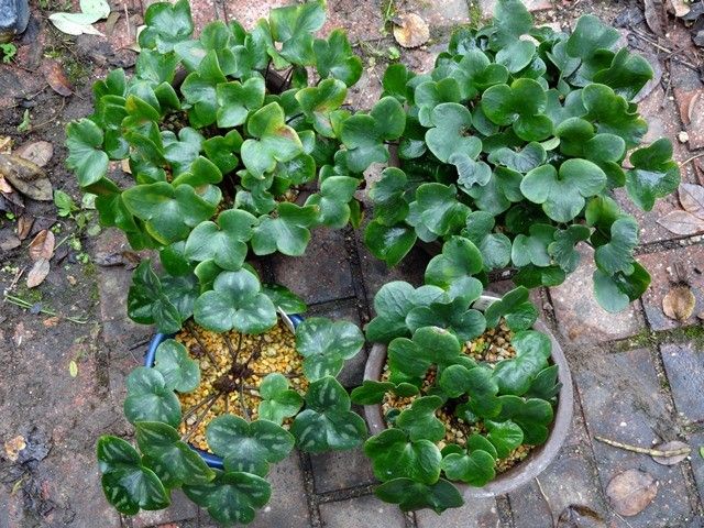 雪割草、一文字菊、江戸菊の現状