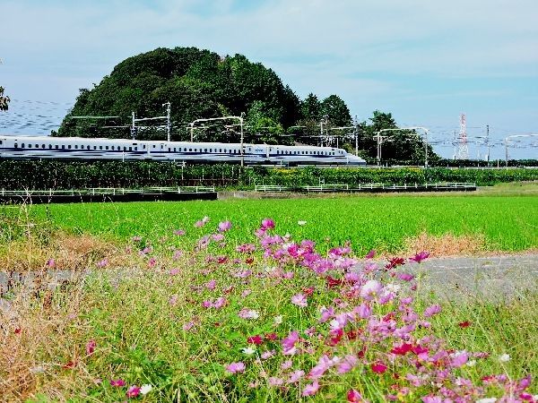 午後の花咲く散歩道