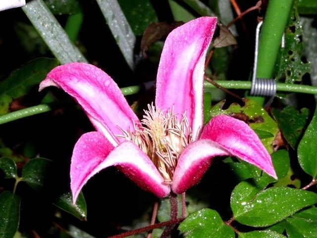 今朝の庭より･･･ピンクの花