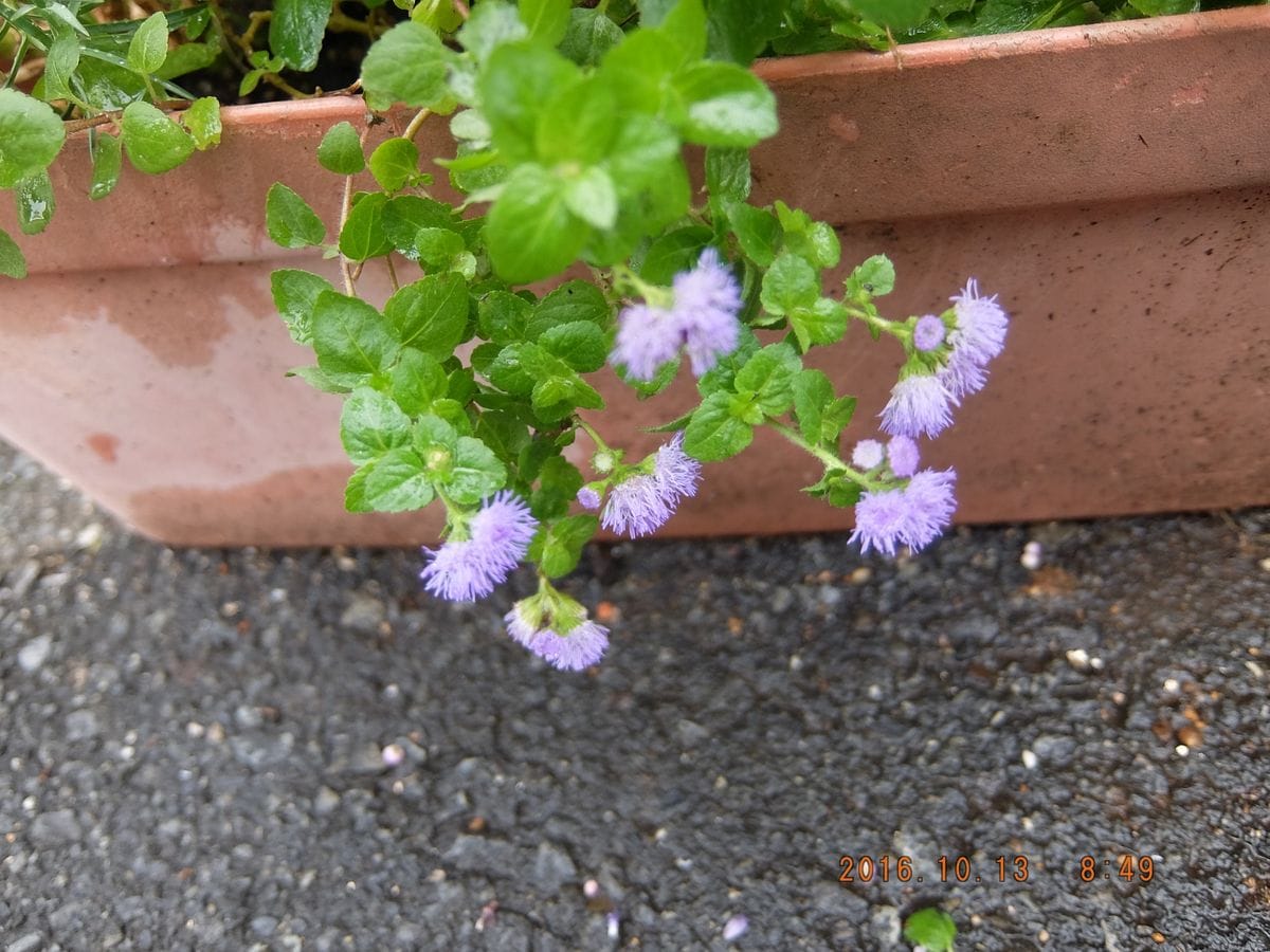 いわて花巻リンドウ