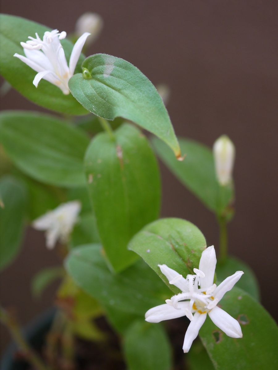 白いお花達～🎶