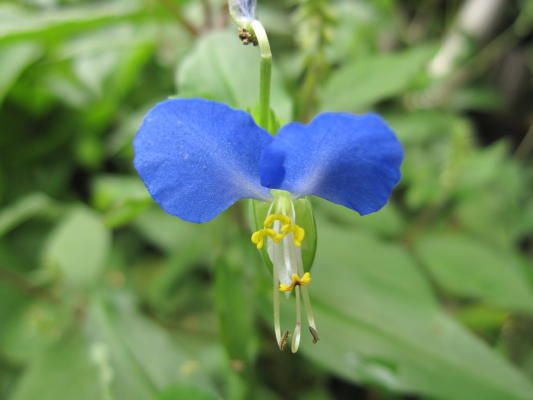 道端の花