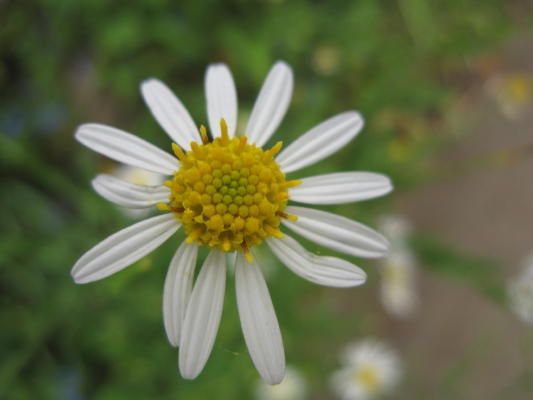 道端の花