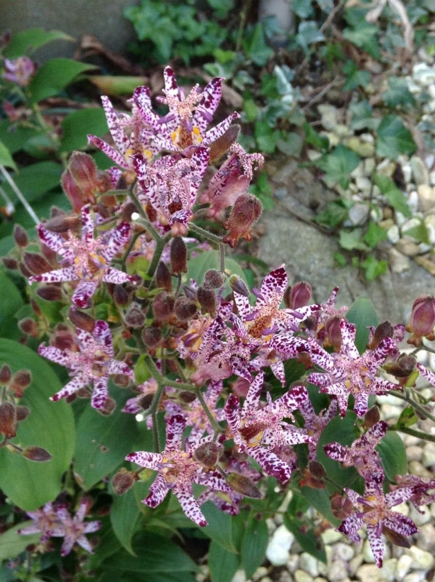 今綺麗なお花といえば………！