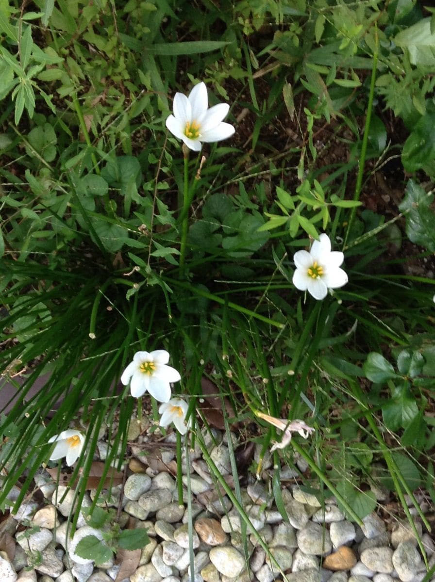 今綺麗なお花といえば………！