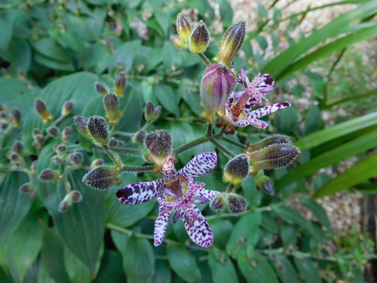 紫色の花の咲く季節