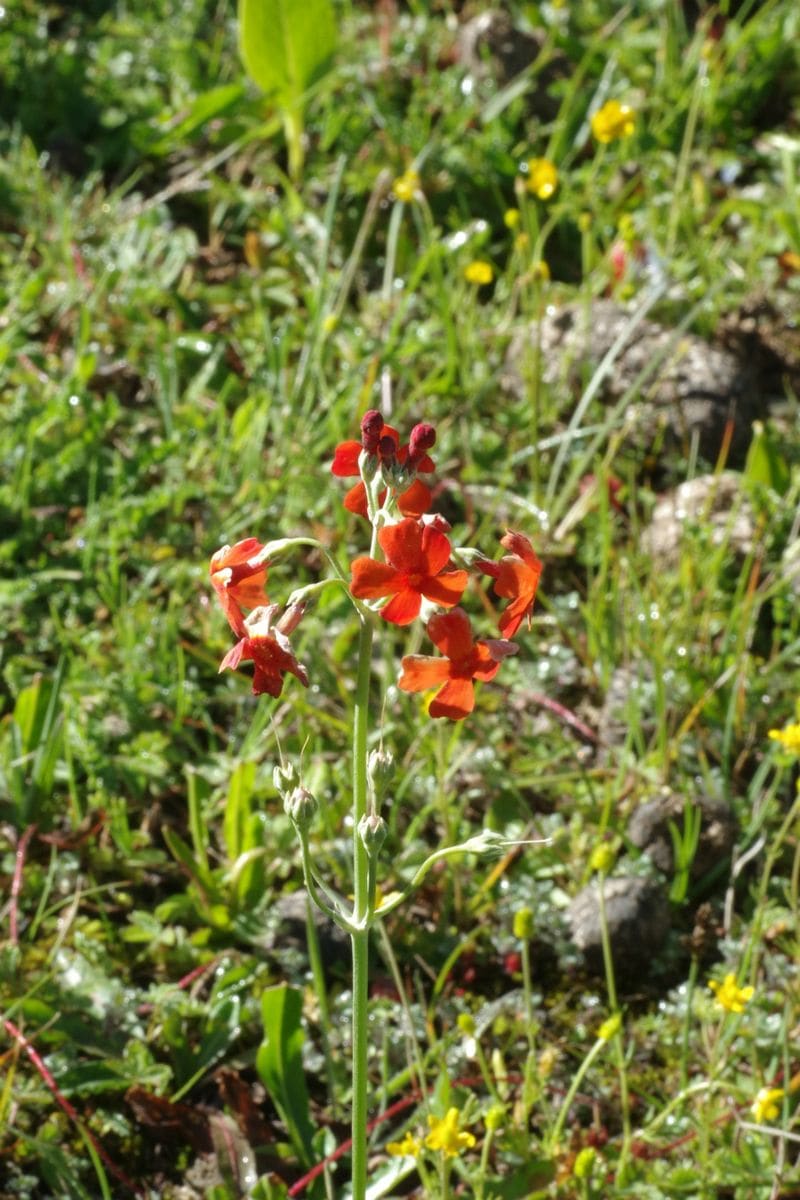 東チベットの花　プリムラ