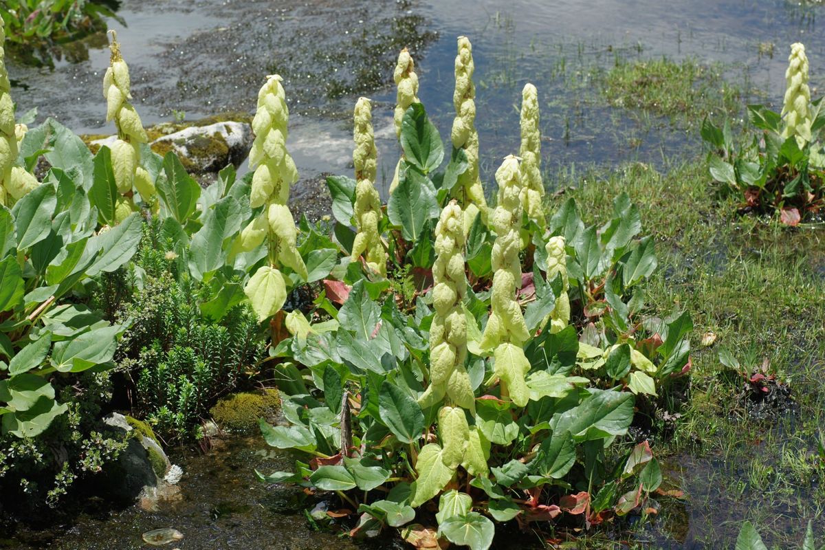 東チベットの花　最後に