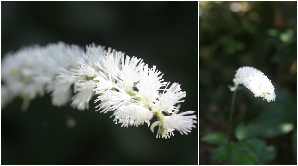 秋草花が次々咲く…