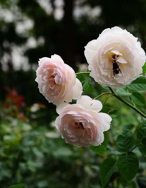 蜂が映っている花写真