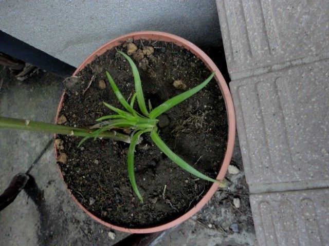 ユリにも来年の芽が出来ている？