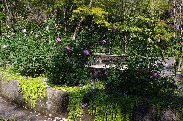 その後植物公園に