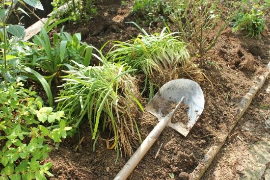 バス道沿いの植え込み