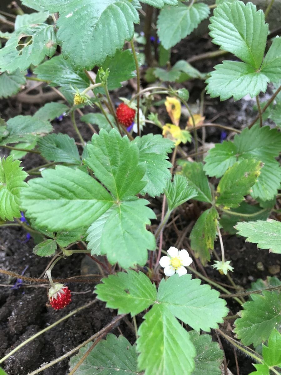 夕方の西日が綺麗です