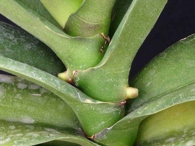 コチョウランに花芽が見え始めました