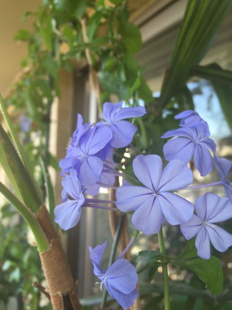 夏の花、頑張る。