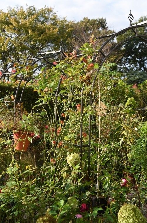 花が無くても枝があるさぁ～～