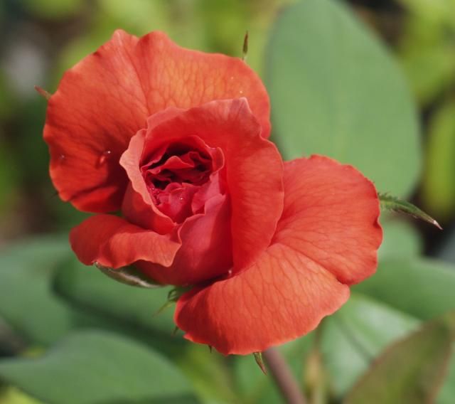 まだ、夏の薔薇