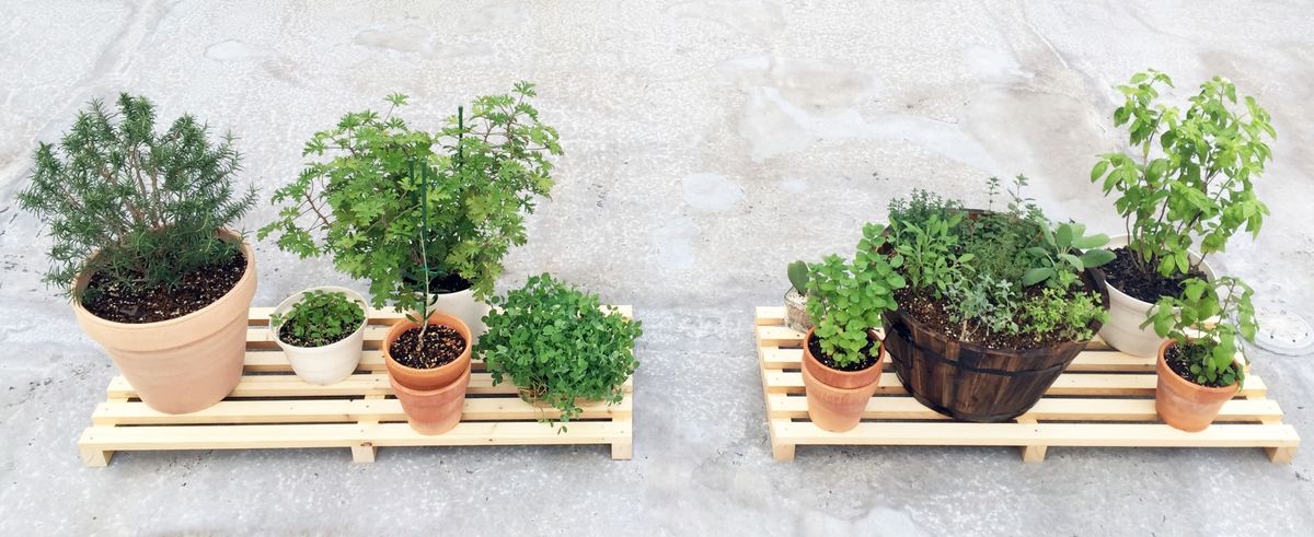 屋上の植物たち