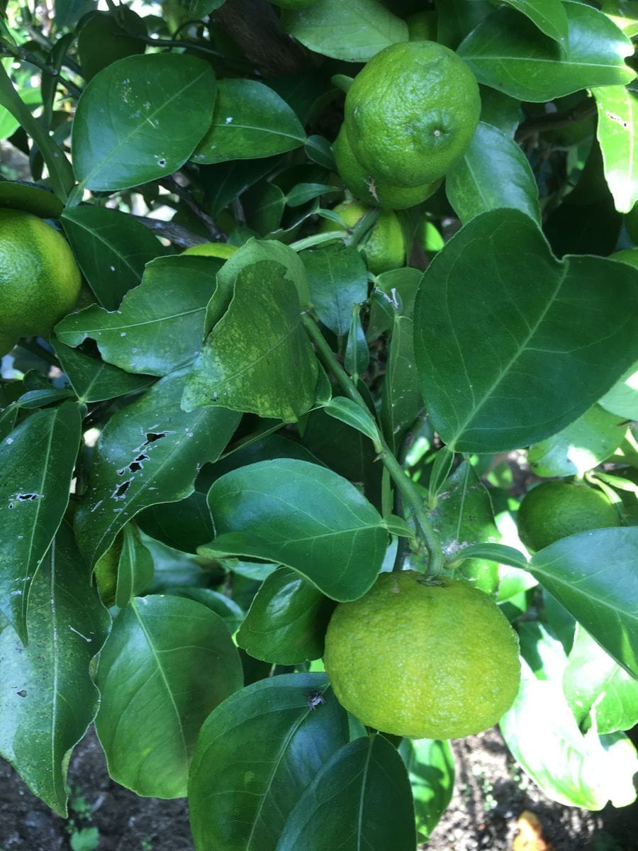 ビオラ寄せ植え