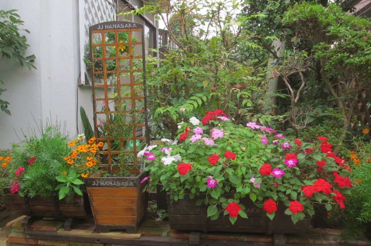 鉢植えの花で楽しんでいます