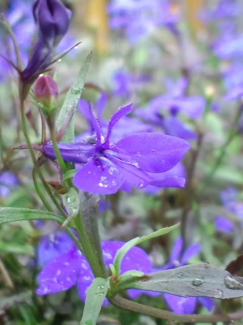 夏を越した花