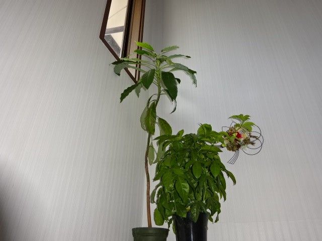 寄せ植えを作りました。