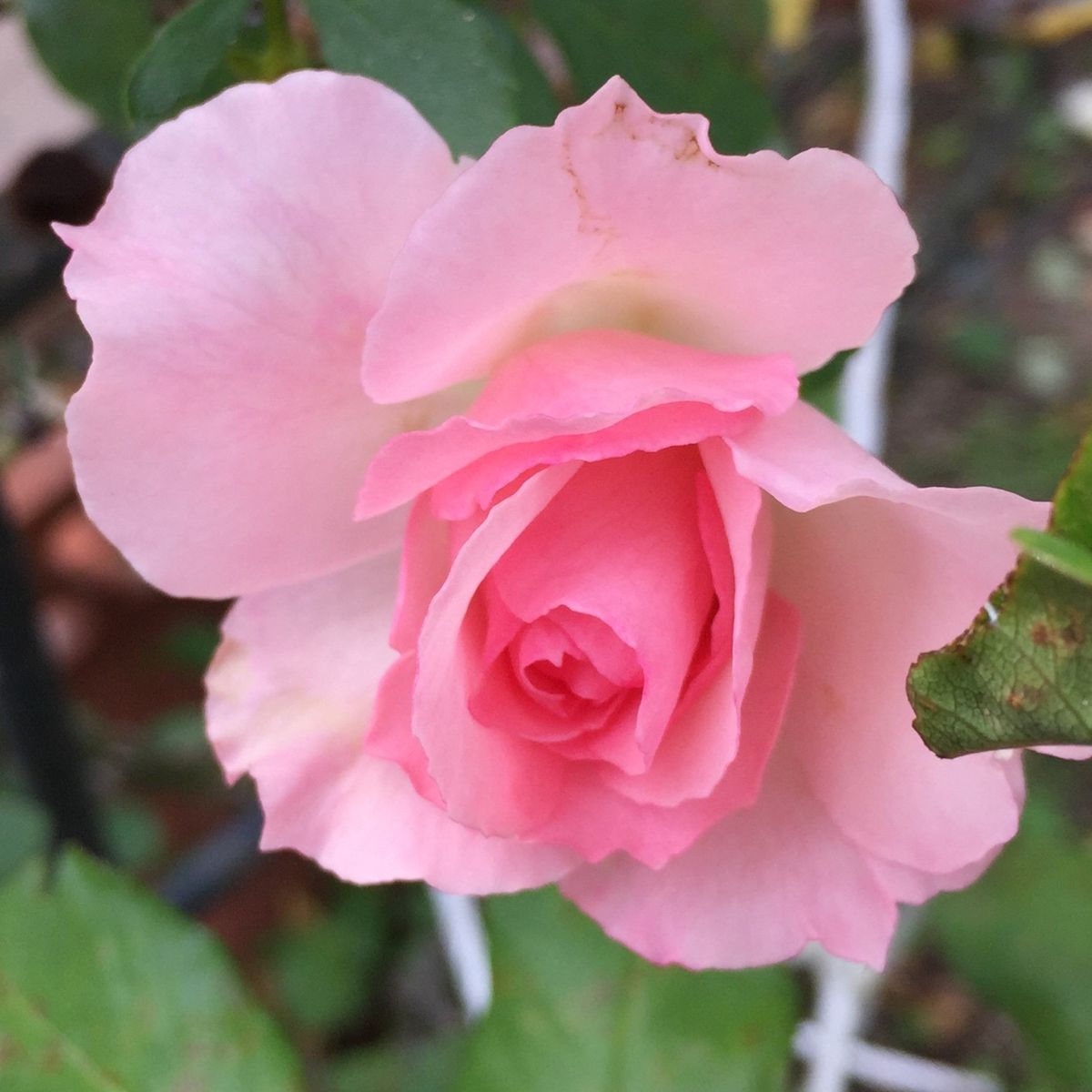 空気が冷えると花色が引き締まる(*´∇｀*)