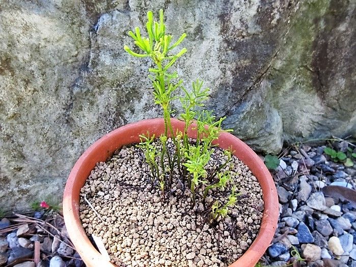 少し前に買ったお花の様子