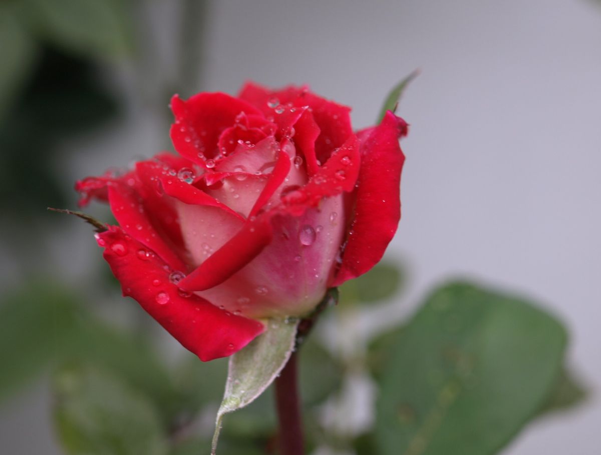 ぽつりぽつりの薔薇の花