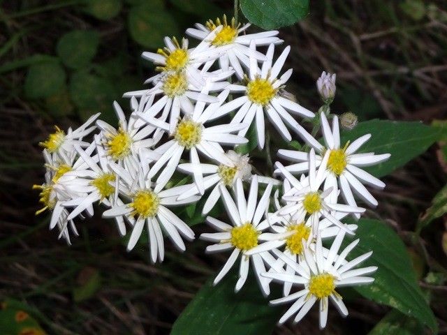 野の花