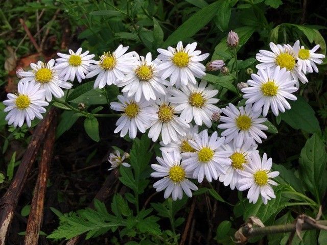 野の花