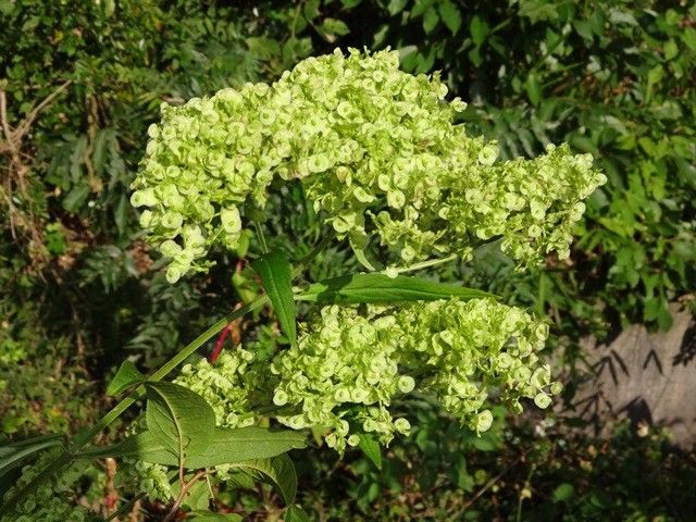 野の花