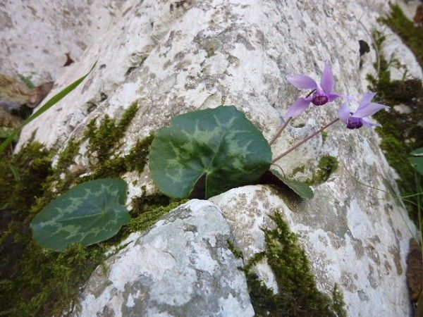 行って来ましたクロアチア