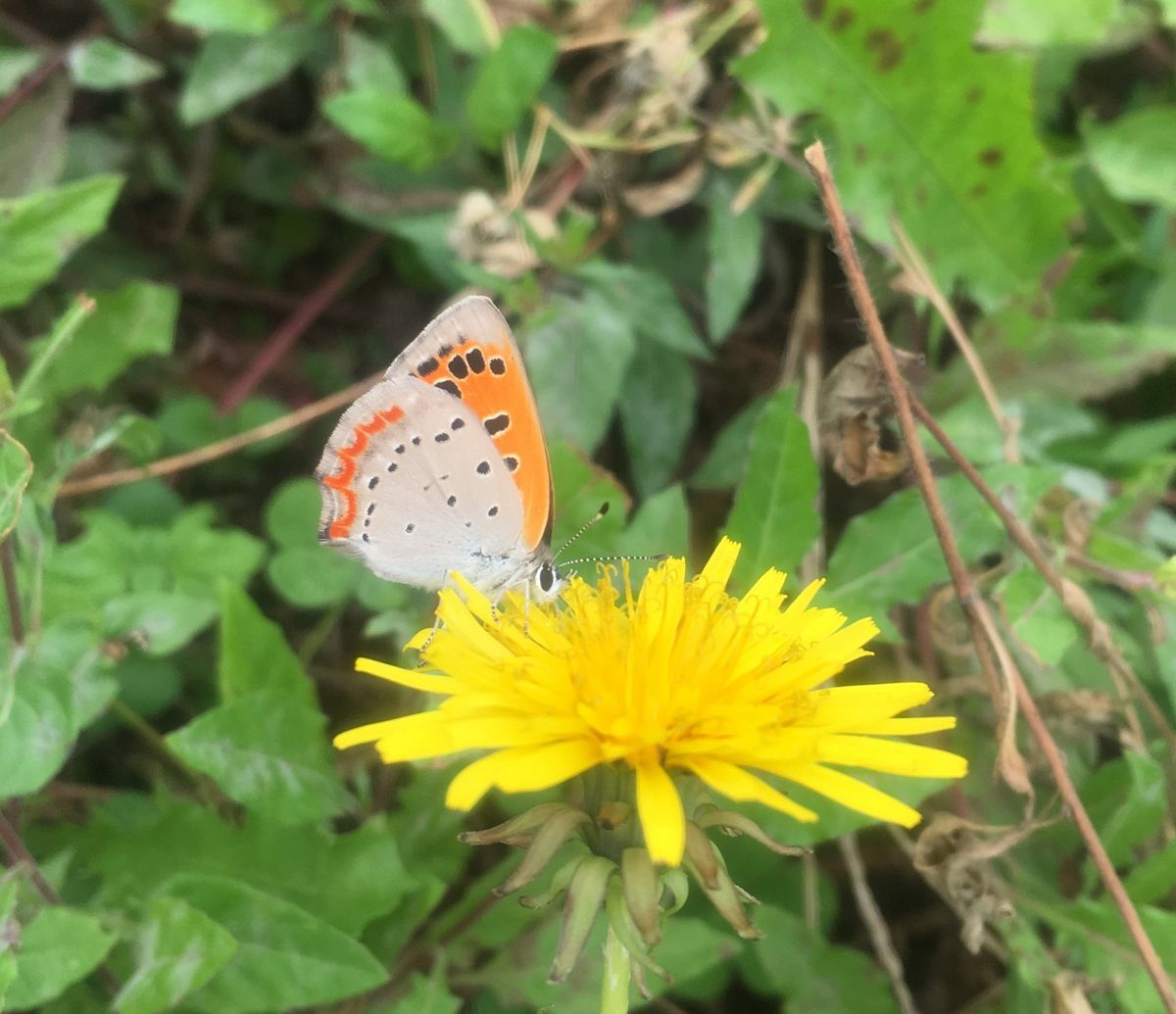 実の生る季節は、雑草にも（チョウ）